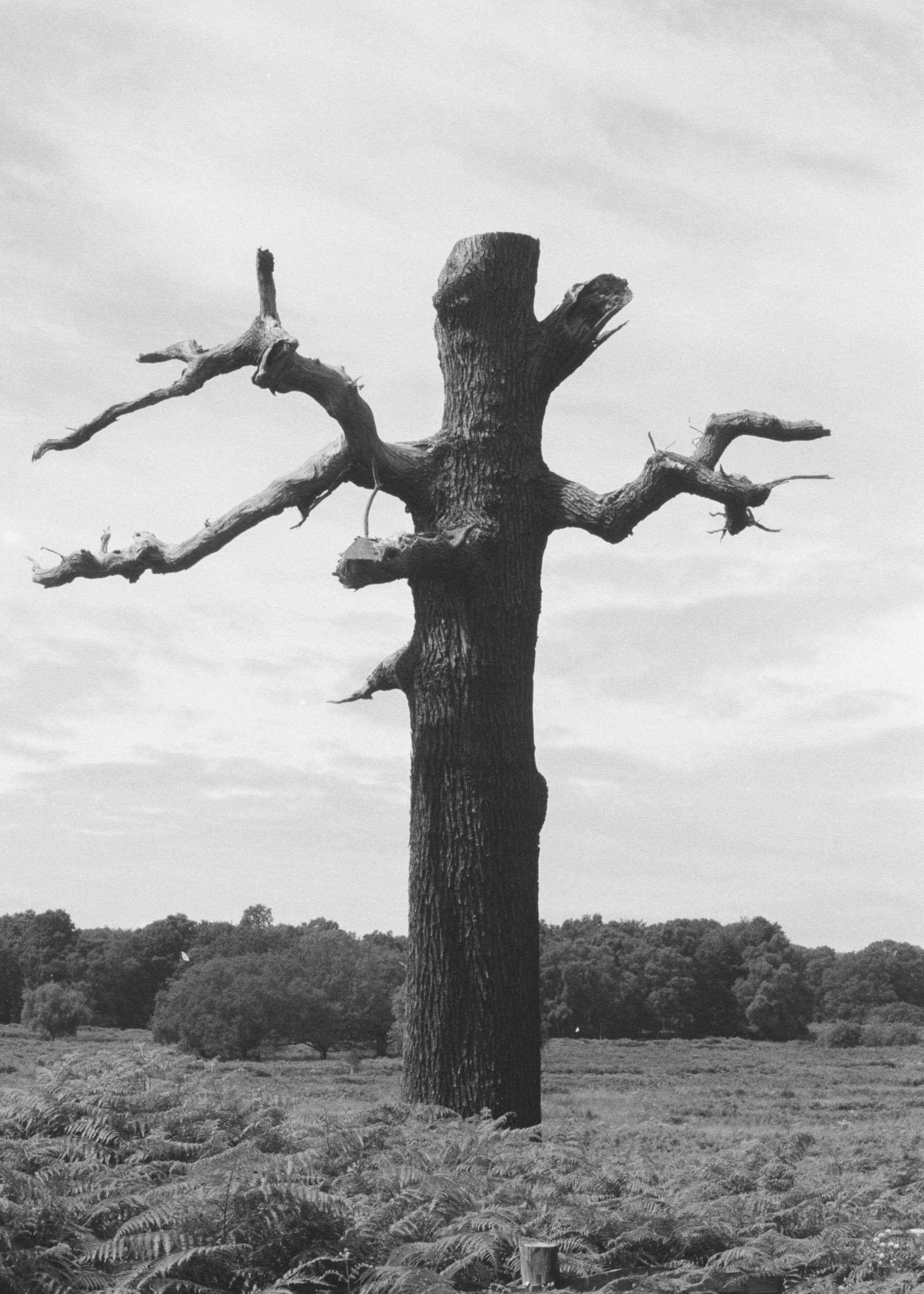 Dead Trees of Richmond Park